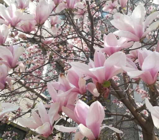 玉蘭花種植 玉蘭花種植