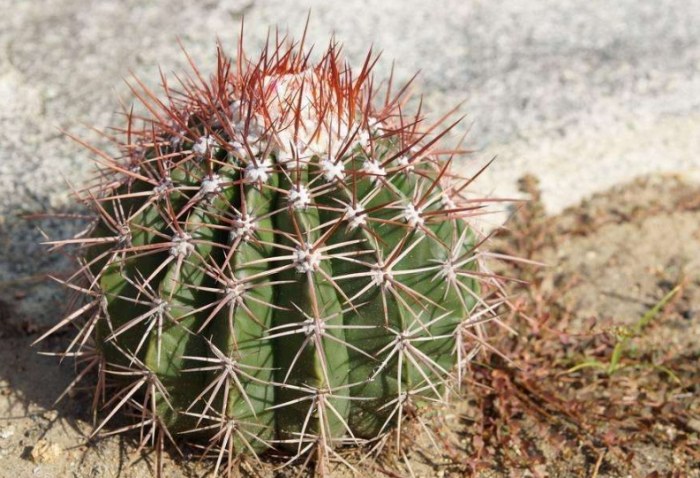 仙人掌發黑 仙人掌發黑