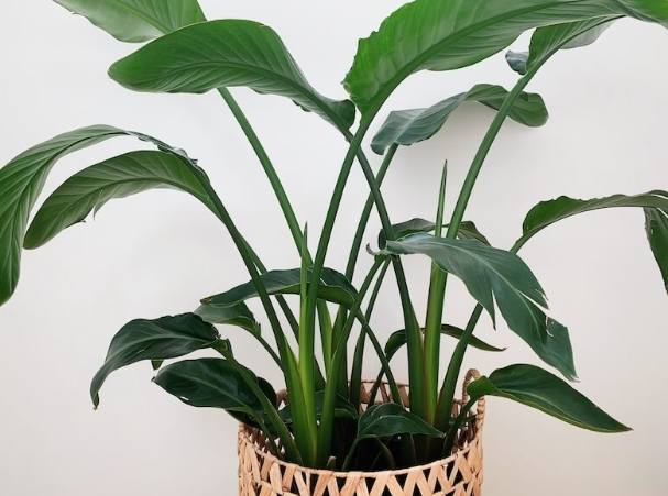 天堂鳥養護方法 天堂鳥養護方法