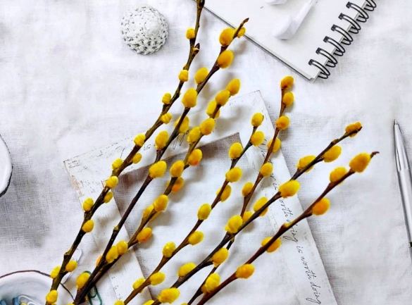 銀柳過敏治療 銀柳過敏治療