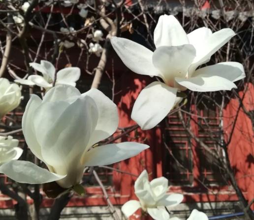 玉蘭花種植 玉蘭花種植