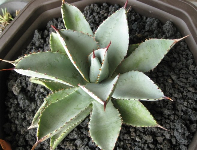 龍爪多肉品種 龍爪多肉品種