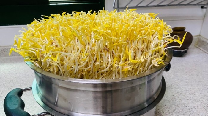 豆芽菜發芽可以吃嗎