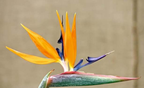 鹤望兰养护 鹤望兰养护