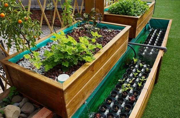 魚菜共生植物推薦 魚菜共生植物推薦