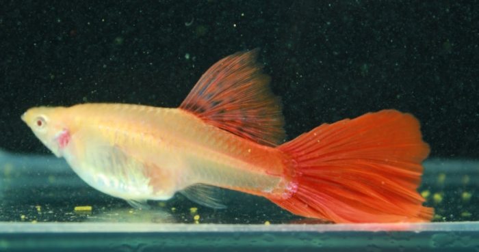 孔雀魚混養魚種 孔雀魚混養魚種