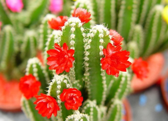 多肉植物生長週期