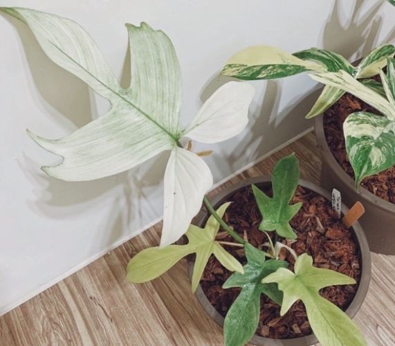 幽靈蔓綠絨 幽靈蔓綠絨