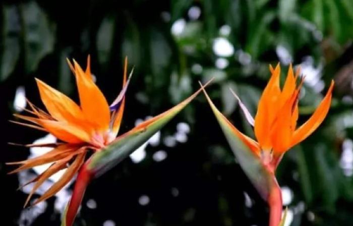 鹤 望 兰 属 鹤 望 兰 属