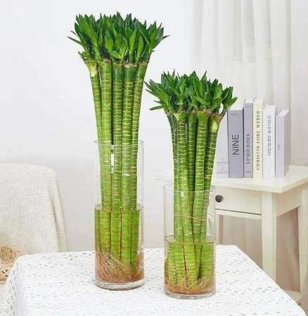 水養竹照顧 水養竹照顧