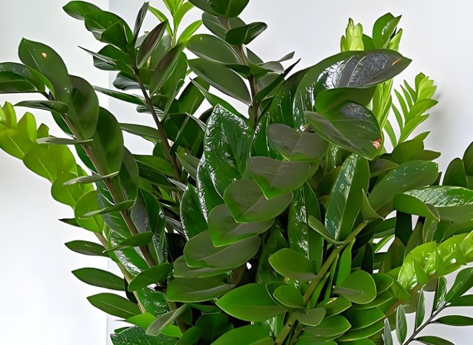 金钱树对宠物有害吗