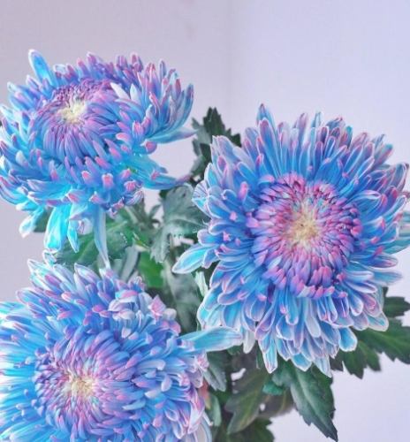 牡丹菊病蟲害防治