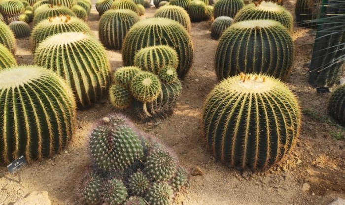 仙人掌種子發芽