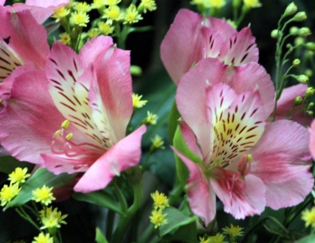 六出花種植 六出花種植