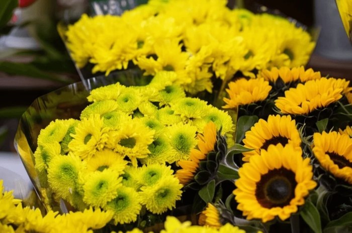 雛菊花語象徵 雛菊花語象徵