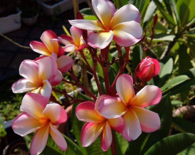 雞蛋花養護 雞蛋花養護