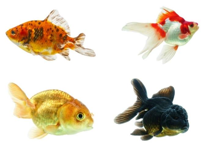 熱帶魚種類 熱帶魚種類