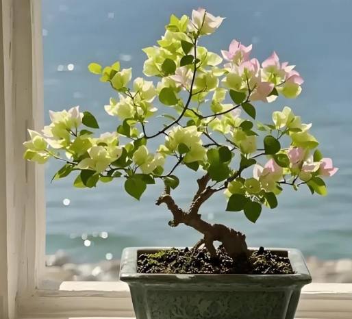 盆栽修剪步驟 盆栽修剪步驟