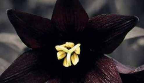 黑色桔梗花 黑色桔梗花