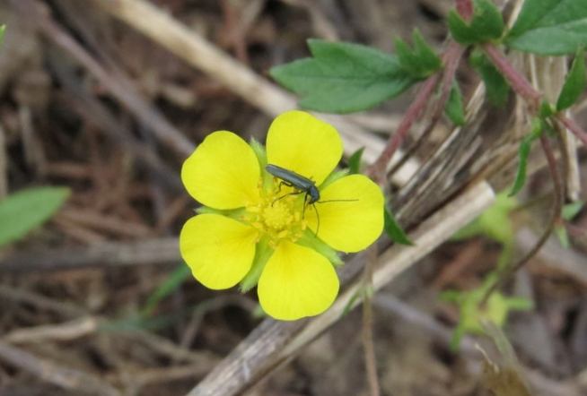 五瓣花象徵 五瓣花象徵