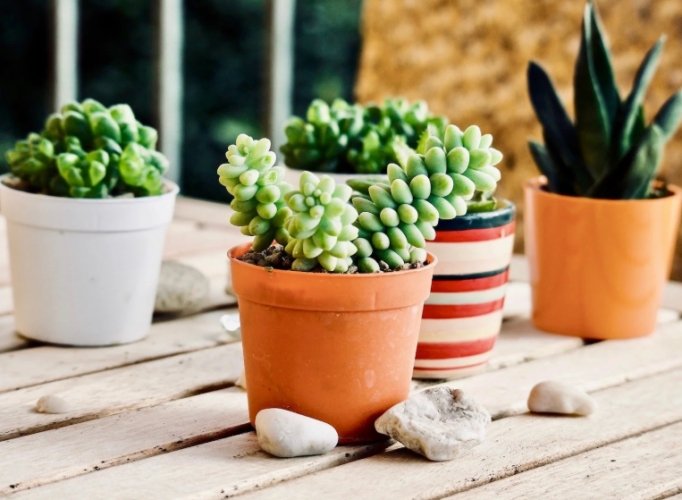 多肉植物側芽處理