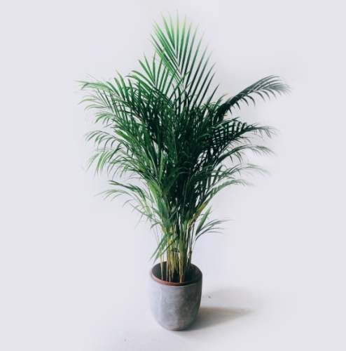 椰子樹養護 椰子樹養護