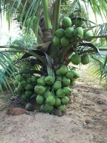 矮椰子品種 矮椰子品種