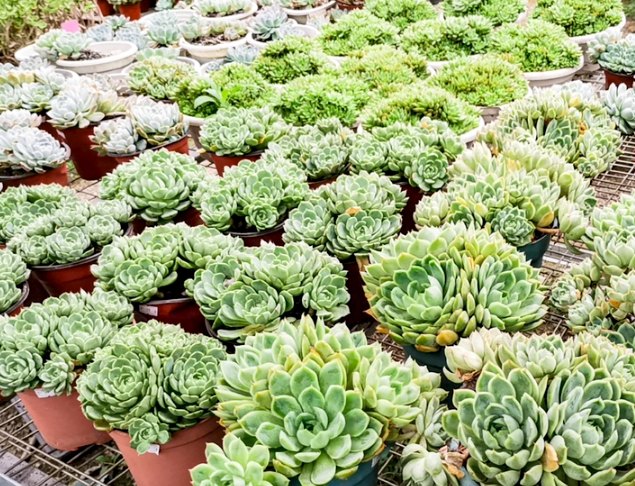 葉插曬太陽 葉插曬太陽