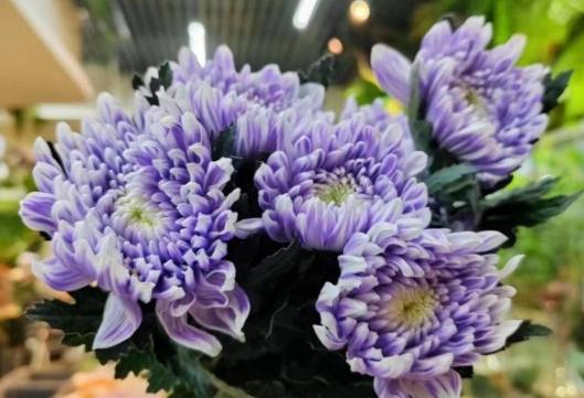 牡丹菊常見問題