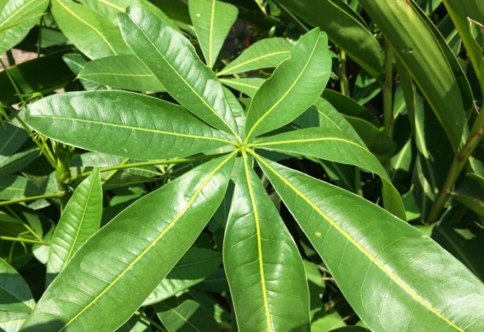 五片葉子植物 五片葉子植物