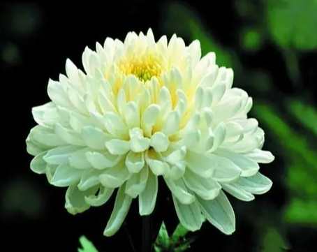 菊花開花 菊花開花