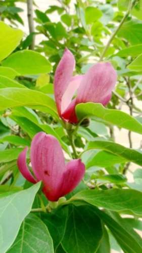 雞蛋花盆栽大小