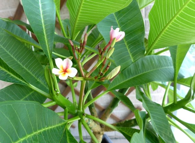 雞蛋花陰 雞蛋花陰