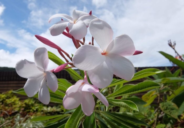 雞蛋花肥料 雞蛋花肥料