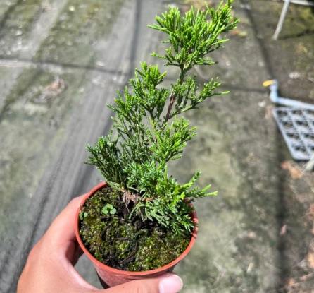 珍珠柏養護方法 珍珠柏養護方法