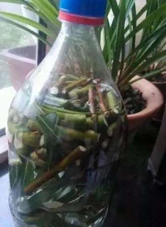 植物生根方法