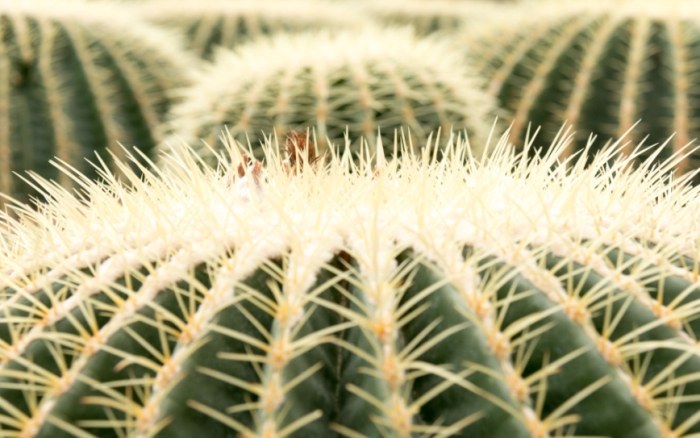 仙人掌顏色變深 仙人掌顏色變深