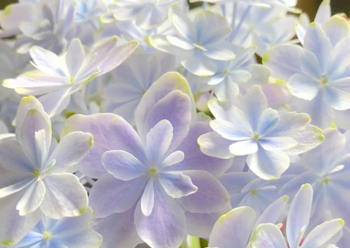 台灣四季開花植物 台灣四季開花植物