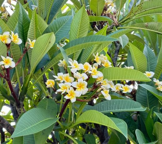 雞蛋花護理方法 雞蛋花護理方法