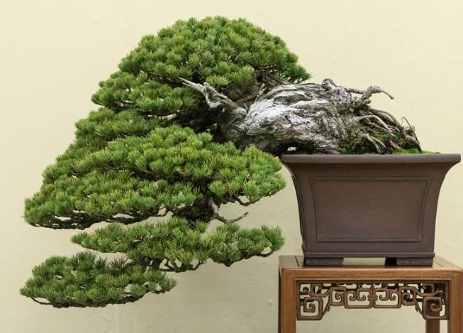 松樹種植 松樹種植