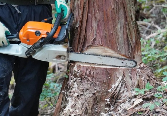 樹木修剪時機 樹木修剪時機