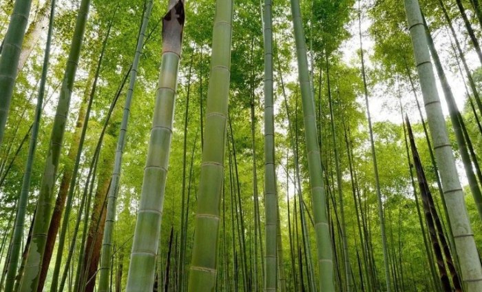 竹子是草本植物嗎