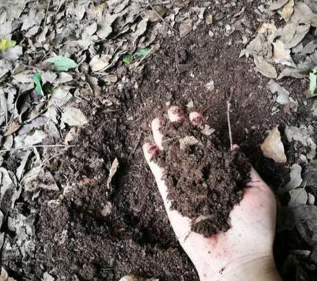 有機土發霉 有機土發霉