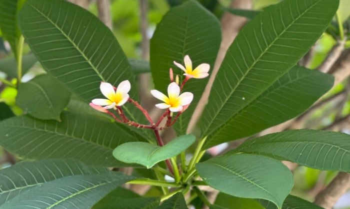 雞蛋花害蟲 雞蛋花害蟲