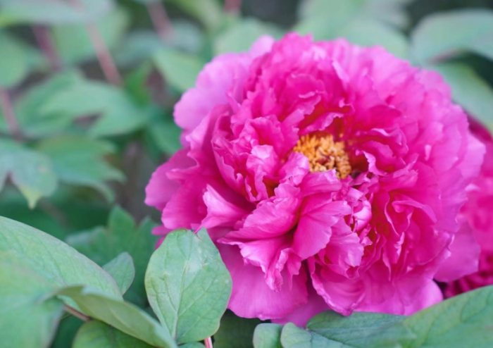 葉牡丹種植方法