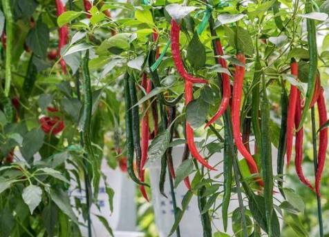 台湾辣椒种植