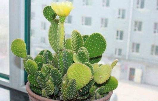 多肉植物爛根處理 多肉植物爛根處理