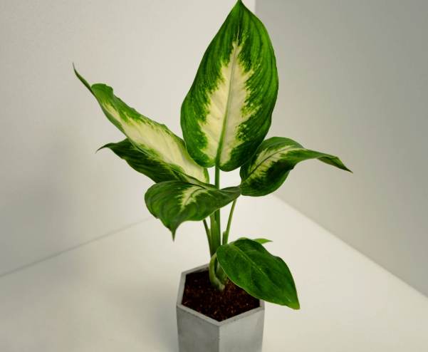 白玉黛粉葉毒性