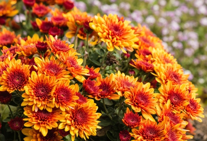 秋菊種植方法 秋菊種植方法