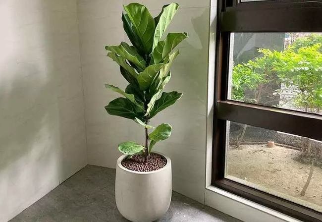 琴葉榕生長速度 琴葉榕生長速度